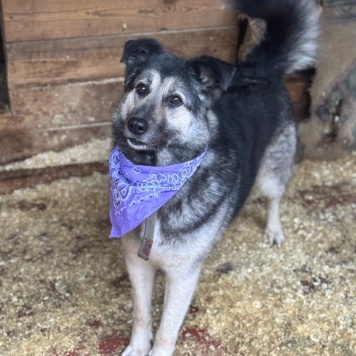 Собаки в добрые руки - Кабачок - 2