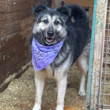 Собаки в добрые руки - Кабачок - 3