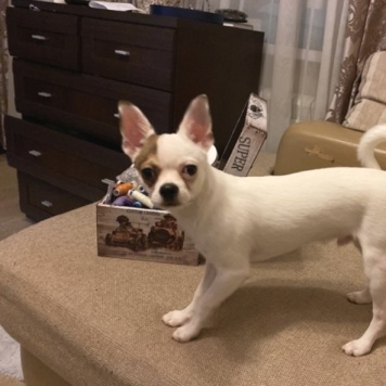 Собаки в добрые руки - Жора