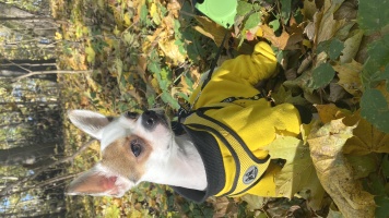 Собаки в добрые руки - Жора - 1