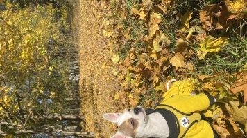 Собаки в добрые руки - Жора - 2