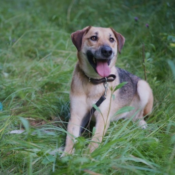 Собаки в добрые руки - Лана