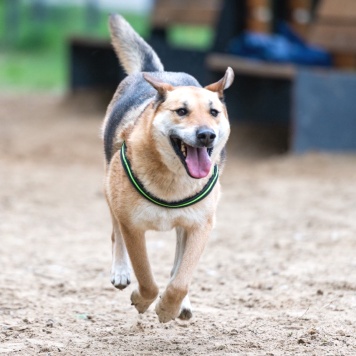 Собаки в добрые руки - Лана - 1