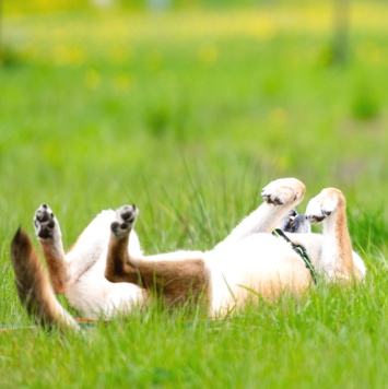 Собаки в добрые руки - Лана - 3