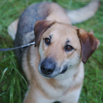 Собаки в добрые руки - Лана - 4