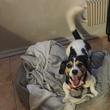 Собаки в добрые руки - Рони