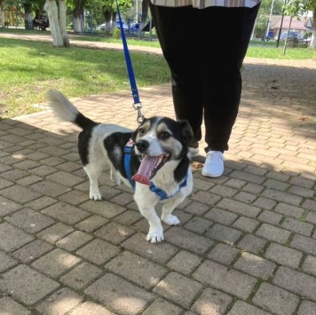 Собаки в добрые руки - Рони - 1