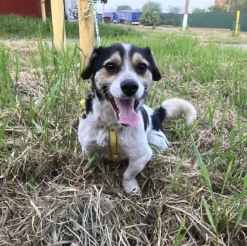 Собаки в добрые руки - Рони - 2