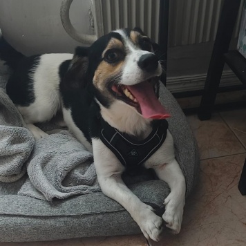 Собаки в добрые руки - Рони - 3