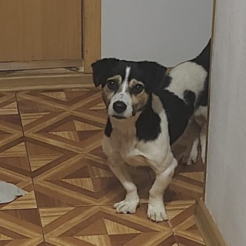 Собаки в добрые руки - Рони - 4