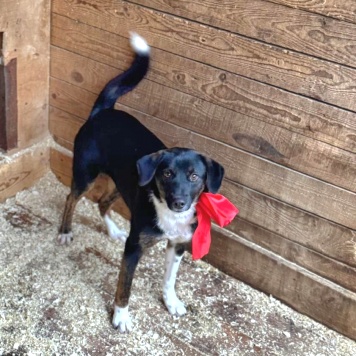 Собаки в добрые руки - Грация