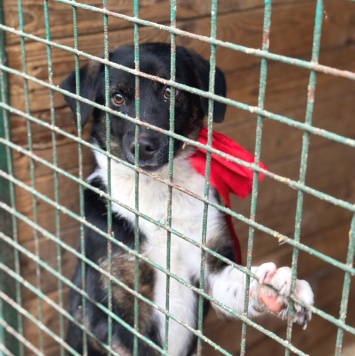 Собаки в добрые руки - Грация - 1