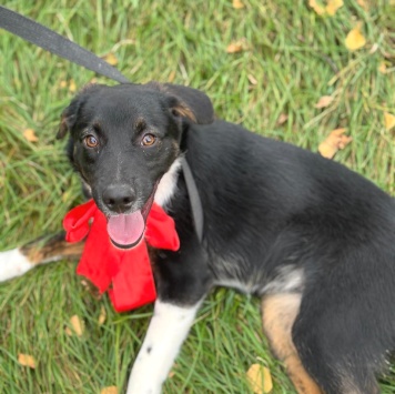 Собаки в добрые руки - Грация - 2