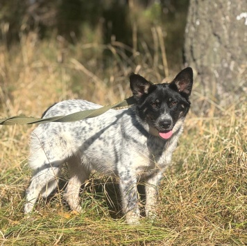 Собаки в добрые руки - Морошка