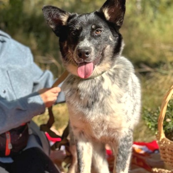 Собаки в добрые руки - Морошка - 1