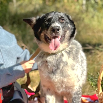 Собаки в добрые руки - Морошка - 2