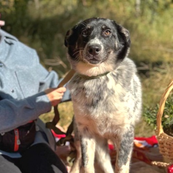 Собаки в добрые руки - Морошка - 3
