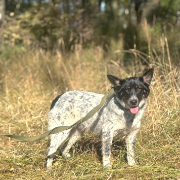 Собаки в добрые руки - Морошка - 4