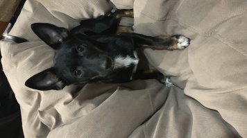 Собаки в добрые руки - Луна