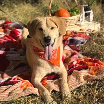 Собаки в добрые руки - Джеф