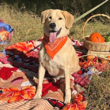 Собаки в добрые руки - Джеф - 3