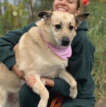 Собаки в добрые руки - Лэнди