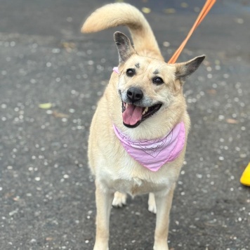 Собаки в добрые руки - Лэнди - 2