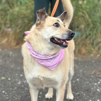 Собаки в добрые руки - Лэнди - 3