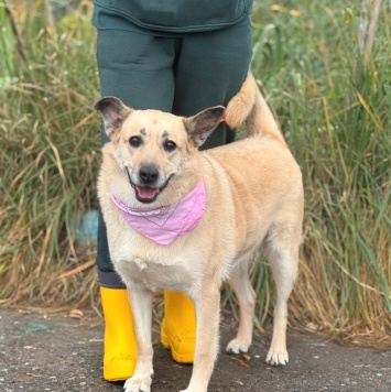 Собаки в добрые руки - Лэнди - 4