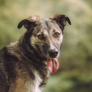 Собаки в добрые руки - Рокки - 1