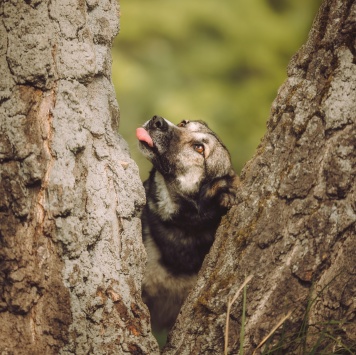 Собаки в добрые руки - Рокки - 3