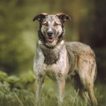 Собаки в добрые руки - Рокки - 4