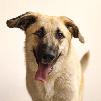 Красавчик - Собаки в добрые руки