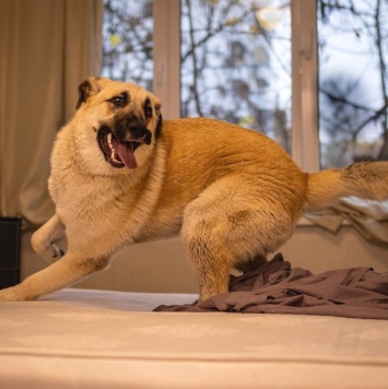 Собаки в добрые руки - Красавчик - 1