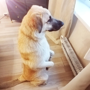 Собаки в добрые руки - Красавчик - 2