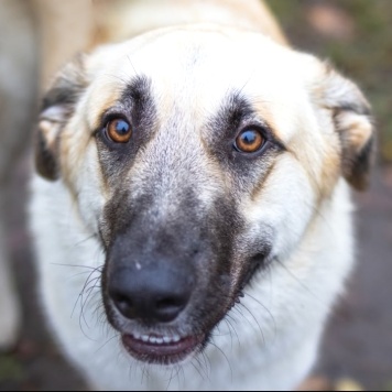 Собаки в добрые руки - Красавчик - 3