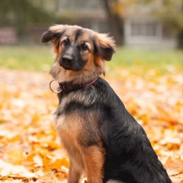 Собаки в добрые руки - Соня