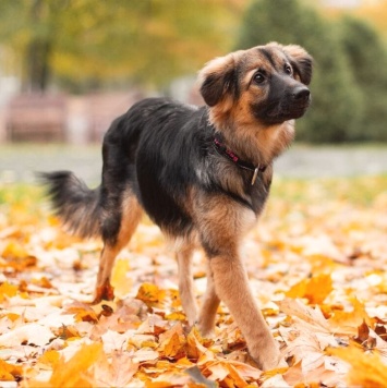 Собаки в добрые руки - Соня - 2