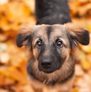 Собаки в добрые руки - Соня - 3