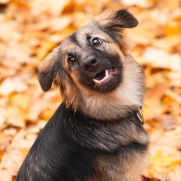 Собаки в добрые руки - Соня - 4