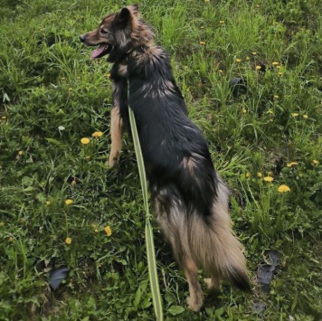 Собаки в добрые руки - Мирон - 1