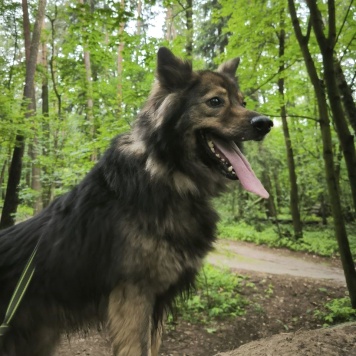 Собаки в добрые руки - Мирон - 2