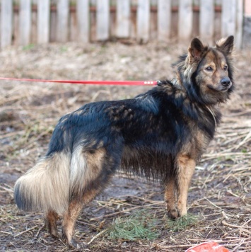 Собаки в добрые руки - Мирон - 3