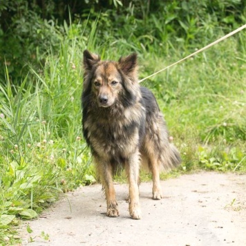 Собаки в добрые руки - Мирон - 4