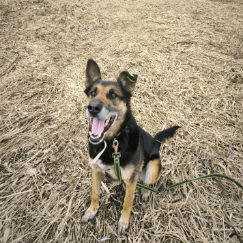 Собаки в добрые руки - Цуна