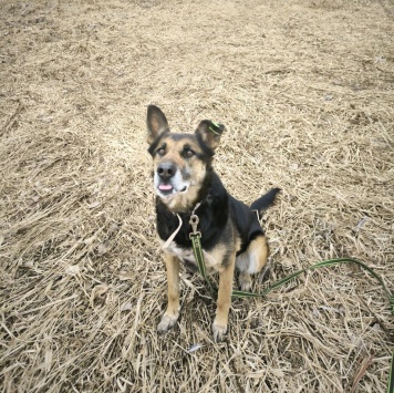 Собаки в добрые руки - Цуна - 1