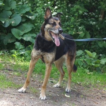 Собаки в добрые руки - Цуна - 2