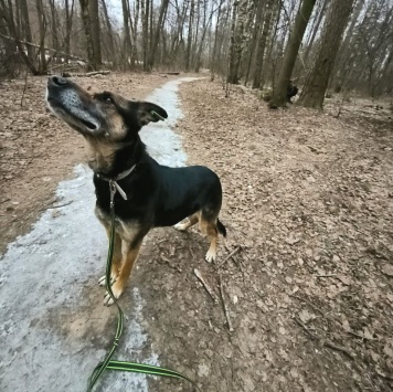 Собаки в добрые руки - Цуна - 3