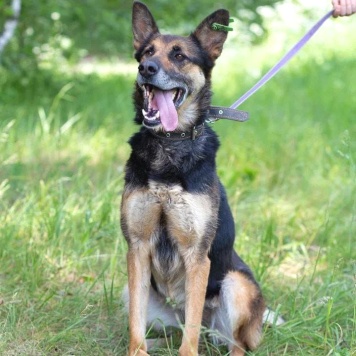 Собаки в добрые руки - Цуна - 4