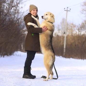 Собаки в добрые руки - Альфа